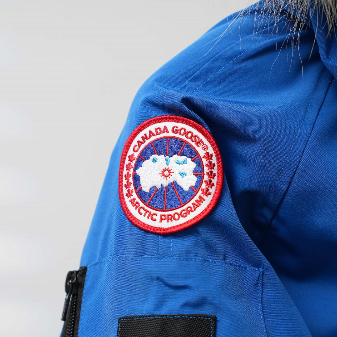 BLUE CANADA GOOSE